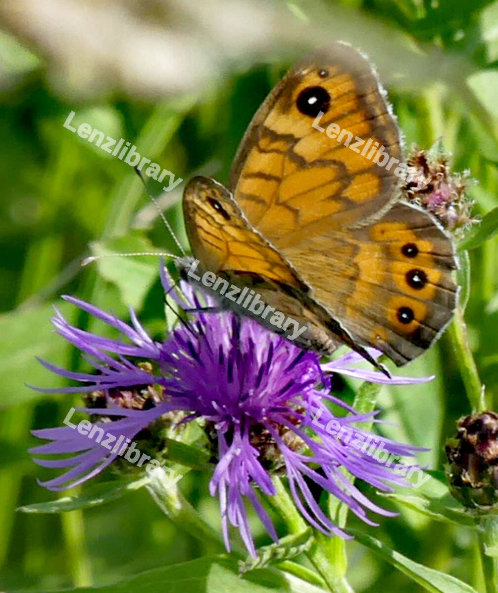 Brown Butterfly